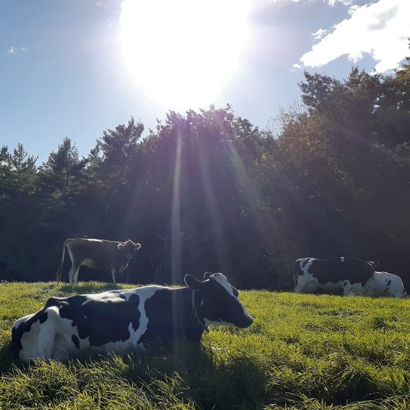 Meet your Posh Ambassador, Melissa! - Picture 9 of 10